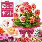 母の日 プレゼント 2024 花 ギフト ダ