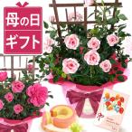 母の日 ギフト バラ 花 鉢植え 花とスイーツ プレゼント 希少 2026 カーネーション以外 お菓子 洋菓子 スイーツ かわいい 60代 70代 80代