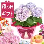 母の日 ギフト あじさい 希少 2026 花 鉢植え 花とスイーツ プレゼント カーネーション以外 お菓子 洋菓子 スイーツ かわいい 紫陽花 60代 70代 80代