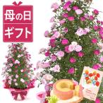 母の日 ギフト バラ 花とスイーツ 花 鉢植え 2026 プレゼント カーネーション以外 お菓子 洋菓子 スイーツ かわいい 希少 60代 70代 80代