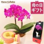母の日 胡蝶蘭 ギフト 鉢植え プレゼント 2026 メッセージ 花 花鉢 花とスイーツ ランキング お菓子 和菓子 送料無料 60代 70代 80代