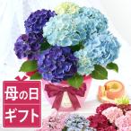 母の日 プレゼント 花 2024 花とスイーツ あじさい 紫陽花 鉢植え 洋菓子 母の日ギフト お菓子 スイーツ 洋菓子 50代 60代 70代 80代