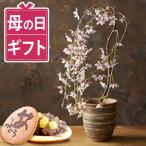 桜 盆栽 母の日 ギフト プレゼント 花 2026 枝垂れ桜 鉢植え お菓子 和菓子 母の日ギフト 花とスイーツ おしゃれ 50代 60代 70代 80代