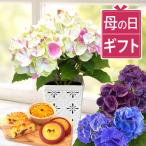 母の日 あじさい 希少 ギフト 鉢植え 花 2026 花とスイーツ プレゼント 紫陽花 お菓子 洋菓子 花とお菓子 ギフトセット 50代 60代 70代 80代