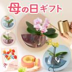 母の日 胡蝶蘭 ギフト 鉢植え 壁掛け プレゼント 2026 花 花とスイーツ スタンド ランキング お菓子 洋菓子 送料無料 メッセージ 60代 70代 80代