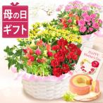 母の日 ギフト 花とスイーツ プレゼント 花 2025 カーネーション 寄せ植え 鉢植え ギフトセット 生花 お菓子 花とお菓子 50代 60代 70代 80代