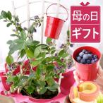 母の日 鉢植え ブルーベリー 2026 プレゼント 洋菓子 花とスイーツ ガーデニング 花とお菓子 お菓子 ベリー メッセージ 50代 60代 70代 80代