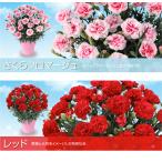 カーネーション鉢 母の日花ギフト Buyee 日本代购平台 产品购物网站大全 Buyee一站式代购 Bot Online