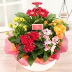 敬老の日 花 プレゼント 2023 花鉢 ギフト 花かご 5種でつくるおまかせ寄せかご 誕生日