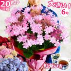 母の日 プレゼント 花 あじさい 鉢植え アジサイ 6号鉢 選べる20品種 珍しい 希少 紫陽花 ギフト 義母