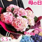 母の日 プレゼント 花 あじさい 鉢植え アジサイ 5号鉢 紫陽花 珍しい 希少 ギフト ダンスパーティ 筑紫ルビー