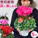  высший класс цикламен персидский 5 номер горшок подарок по случаю конца года день рождения праздник Рождество. подарок подарок ...