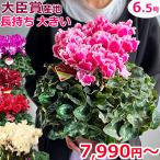 最高級シクラメン 6号鉢より大きい6.5号鉢 大株 お歳暮 誕生日 お祝い クリスマス プレゼント ギフト 贈答
