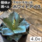 アガベ チタノタ ホワイトアイス 4号鉢 個体販売 選べる 観葉植物 竜舌蘭 リュウゼツラン 多肉植物 プレゼント ギフト 父の日 男性