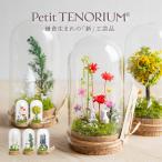 遅れてごめんね 母の日 ギフト Petit Tenoriumu プチ・てのリウム  2024 プリザーブドフラワー ガラスドーム 花 ギフト 手作り 工芸品 鎌倉 苔専門店