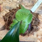 着生植物観葉植物コウモリランビカク...