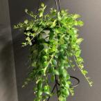 観葉植物 熱帯植物 エスキナンサス トリコロール インテリア  素敵なプランツ 吊り鉢 ハンギング