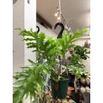 選べる 着生植物 観葉植物 ドリナリア クエルシフォリア  着生植物 シダ植…
