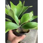 着生植物観葉植物コウモリランビカク...