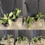レア品種 観葉植物 熱帯植物 ホヤ ニューギニアゴースト ラクノーサブルーノ ラクノーサミントコイン ラクノーサアサミ シギラティスラウンドリーフ