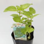 野菜の苗 アオジソ(大葉・紫蘇) の苗　3号ポット