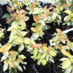 庭木・つる性植物の苗木 テイカカズラ(オウゴンニシキ)の苗木　3号ポット