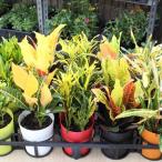 観葉植物の苗 クロトン(ヘンヨウボク)の苗木　3.5号ポット※種類をおまかせ。