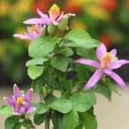 盆栽 庭木 スイレンボク(睡蓮木)　4号苗