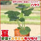 野菜の苗 小玉カボチャ苗 「はやと」 3号ポット