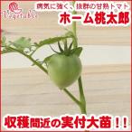 野菜の苗 トマト苗 「ホーム桃太郎」 3号ポット