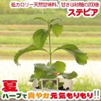ハーブの苗 ステビアの苗　3号ポット