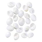  moon ракушка примерно 120g FD005544 детали декора материалы лето. мелкие вещи материалы 