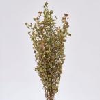  dry Tokyo . способ. цветок орегано HB DN000172 dry лист предмет лист предмет 