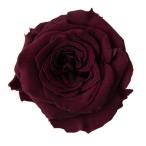 プリザーブド プリマヴェーラ ビッグべべオバジーン 8輪 87316 プリザーブドフラワー花材 バラ ローズ