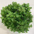 プリザーブド GARDEN PALETTE MONO ピラミッドアジサイ スプリンググリーン 約15ｇ GPP-05 プリザーブドフラワー花材 アジサイ