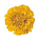  консервированный verumontopompon георгина 9 колесо шафран 29803 консервированный цветок материалы для цветочной композиции георгина 