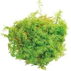  консервированный CANOPY мех n Moss маленький коробка зеленый 96152 консервированный зеленый Moss мох 