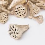  день ограничение 21 dry небольшое количество . большой земля сельское хозяйство . Mini - s маленький примерно 6 шт платина 00029ON dry оригинал & фрукты дерево. реальный 