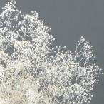  день ограничение 21 консервированный небольшое количество . большой земля сельское хозяйство . Minica smi. примерно 6g белый 00044ON консервированный цветок материалы для цветочной композиции rental mi.