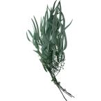  консервированный GARDEN PALETTE MONO эвкалипт ekizochika лист есть зеленый GPUL-01 консервированный зеленый лист предмет 