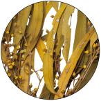  консервированный GARDEN PALETTE MONO эвкалипт ekizochika лист есть желтый GPUL-02 консервированный зеленый лист предмет 