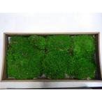  консервированный GARDEN PALETTE MONO paul (pole) Moss свежий зеленый GPM-71 консервированный зеленый Moss мох 