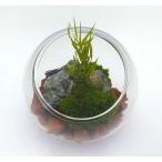 GARDEN PALETTE MONO мох pli купол Φ8cm чай 11140KP консервированный цветок подарок . покупка 