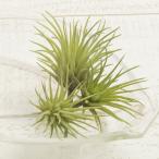  искусственный цветок YDM Mini chi Ran jia pick 3koili зеленый FG4585-GR искусственный цветок лист предмет, искусственная зелень воздушный растения 