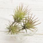  искусственный цветок YDM Mini chi Ran jia pick 3koili красный зеленый FG4585-R G искусственный цветок лист предмет, искусственная зелень воздушный растения 