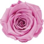  день ограничение 07 консервированный amo low обезьяна -na6 колесо femi человек розовый 1115-11 консервированный цветок материалы для цветочной композиции роза rose 