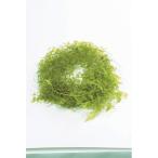  консервированный большой земля сельское хозяйство . солнечный we Vine 20g lime зеленый 0332-0-721 консервированный зеленый лист предмет 