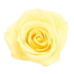 プリザーブド 大地農園 ローズ いずみ　9輪　モーニングイエロー 03480-501 プリザーブドフラワー花材 バラ ローズ