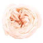  консервированный большой земля сельское хозяйство . rose ...8 колесо белый шампанское 02460-021 консервированный цветок материалы для цветочной композиции роза rose 