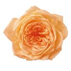  консервированный большой земля сельское хозяйство . rose e Rena 6 колесо мед ka Star do02473-500 консервированный цветок материалы для цветочной композиции роза rose 